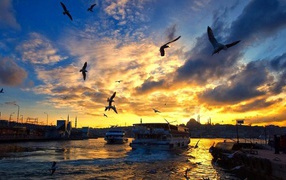 Seagulls over the bay in Istanbul