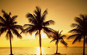 Пальмы на пляже в Майами