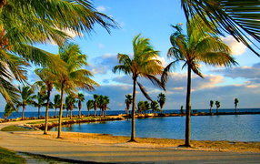 Пальмы на побережье Майами