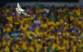 Dove in the stadium at the World Cup in Brazil 2014