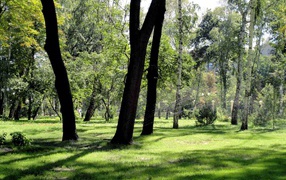 Forests in Kharkov