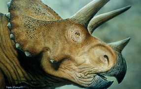 Horned rhinoceros
