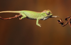 Photography lizard jumping