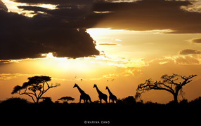 Фотография Закат в Африке