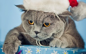 Кот в Новогодней шапке