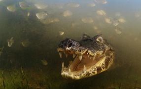 Angry crocodile among the fishes