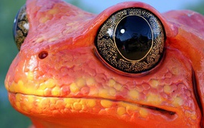 Black eyes red frog