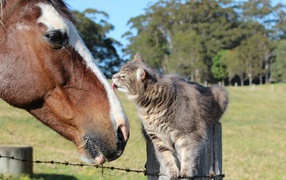 Кот и лошадь