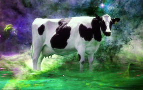 Cow among the stars