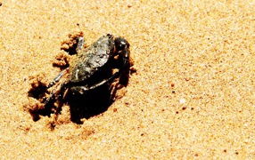 Краб зарывается в песок на пляже