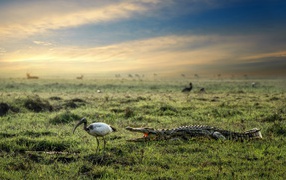 Крокодил и цапля на болоте