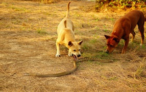 Собаки и королевская кобра