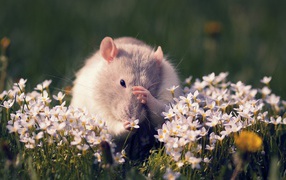 Полевая мышь среди цветов
