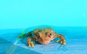Frog in blue water