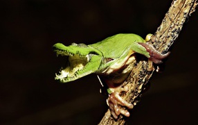 Frog on a branch Crocodile