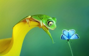 Лягушка хочет съесть бабочку