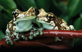 Frogs with yellow spots on the eyes