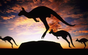 Kangaroo jump against the evening sky