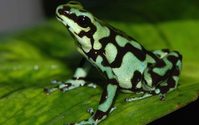 Light green frog with black spots