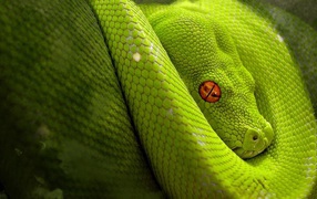 Light green snake with orange eyes