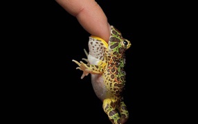 Маленькая лягушка на пальце