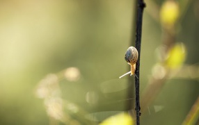 Маленькая улитка ползет вниз по черной ветке