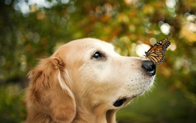 Бабочка монарх на носу собаки