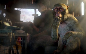 Обезьяна и курица в грузовике