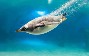 Пингвин под водой
