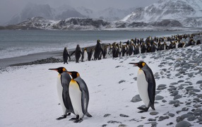 Пингвины гуляют по берегу