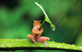 Pink Frog covered herself with a sheet of rain
