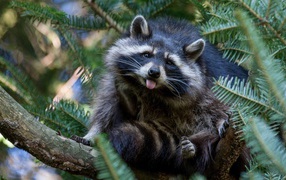 Raccoon sits on a pine tree