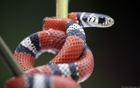 Red and black snake