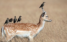 Грачи сидят на олене