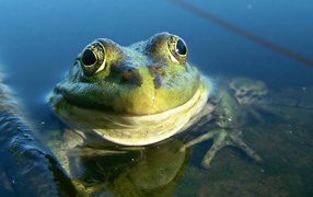Satisfied Frog Amphibian