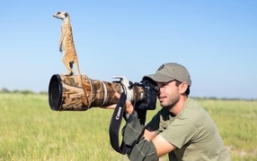 Беззастенчивый сурикат