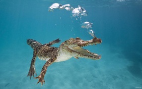 Small crocodile let bubbles under water