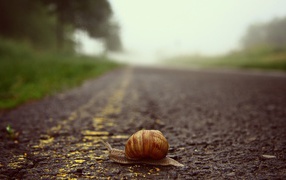 Snail crawling across the road