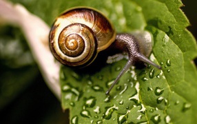 Snail sitting on the wet leaf