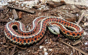 Змея на древесных опилках