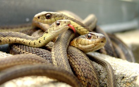 Tangle of brown snakes