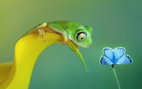The frog is looking at a butterfly