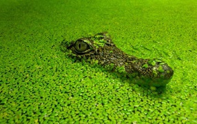 The head of a crocodile masquerading
