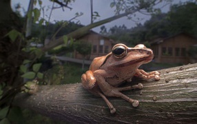 Tree frog sitting on a tree