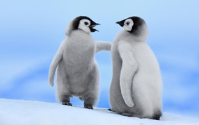 Два детеныша пингвинов