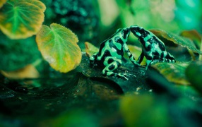 Two green frogs with black spots