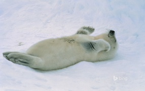 White fur seal lying on his back