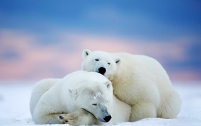 Пара белых полярных медведей