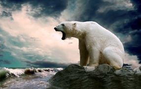 Полярный медведь сидит на камне и смотрит на море
