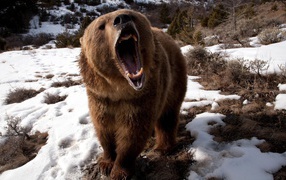 Злой медведь шатун
